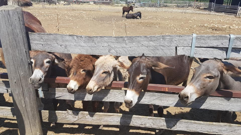 Eselfarm Dar-Mar