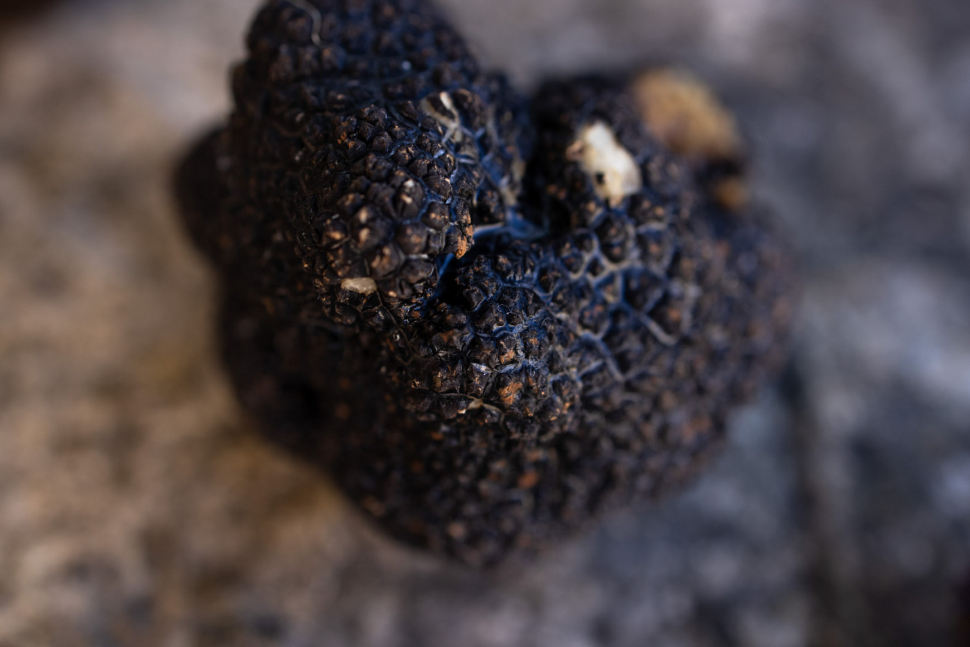 A Book About The Dalmatian Truffle &ldquo;Donat's Black Diamond&rdquo;