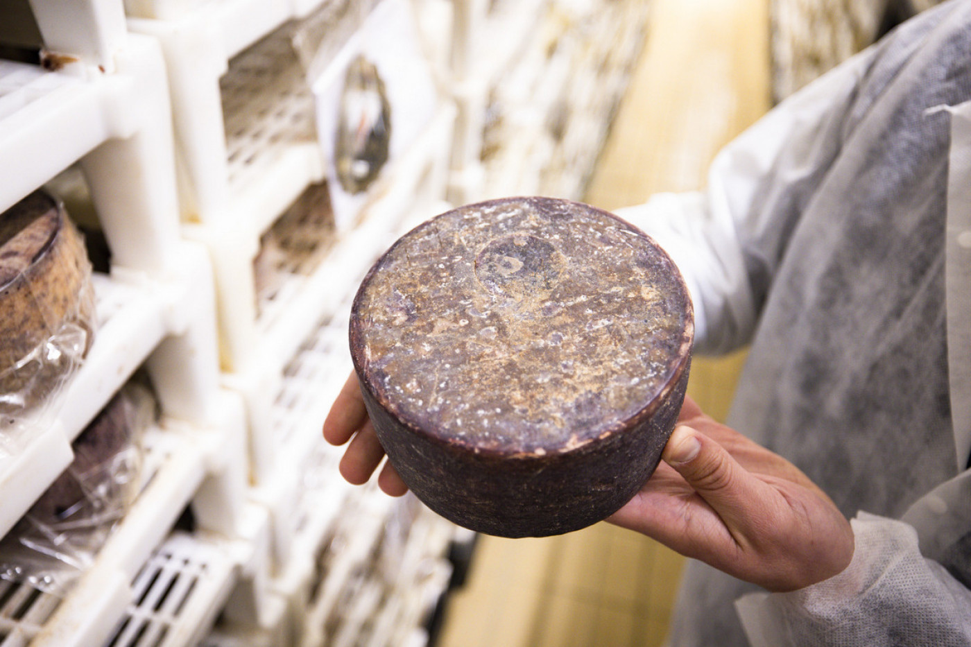 Pag Cheese has won over World Gourmets and you can best find it in Zadar