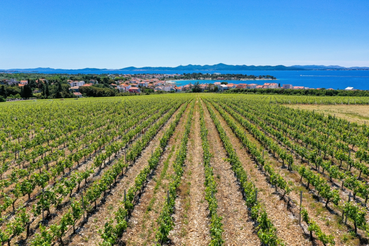 Kraljevski vinogradi &ndash; priča koja traje devet stoljeća