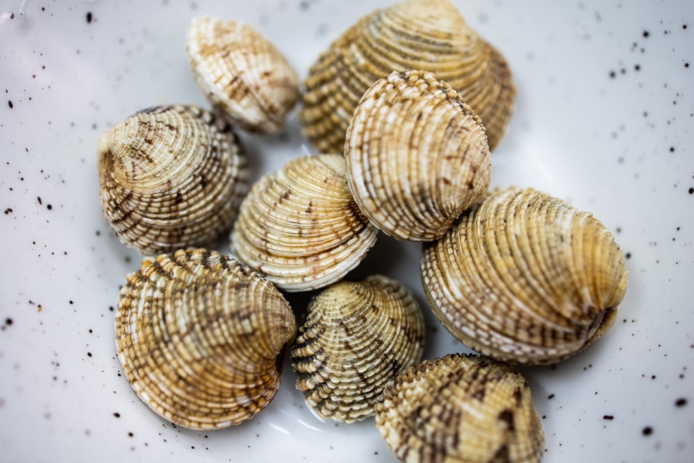 Buzara Made of Novigrad Mussels - a Top Delicacy Available to Everyone