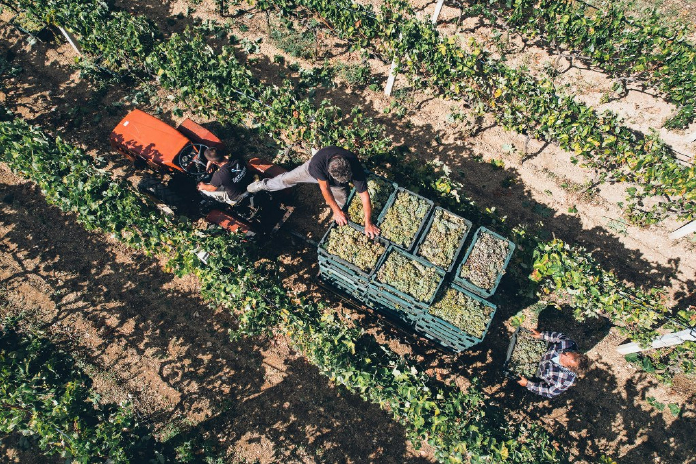 Harvesting of Mara&scaron;tina for the Champion Wines of the Fiolić Winery
