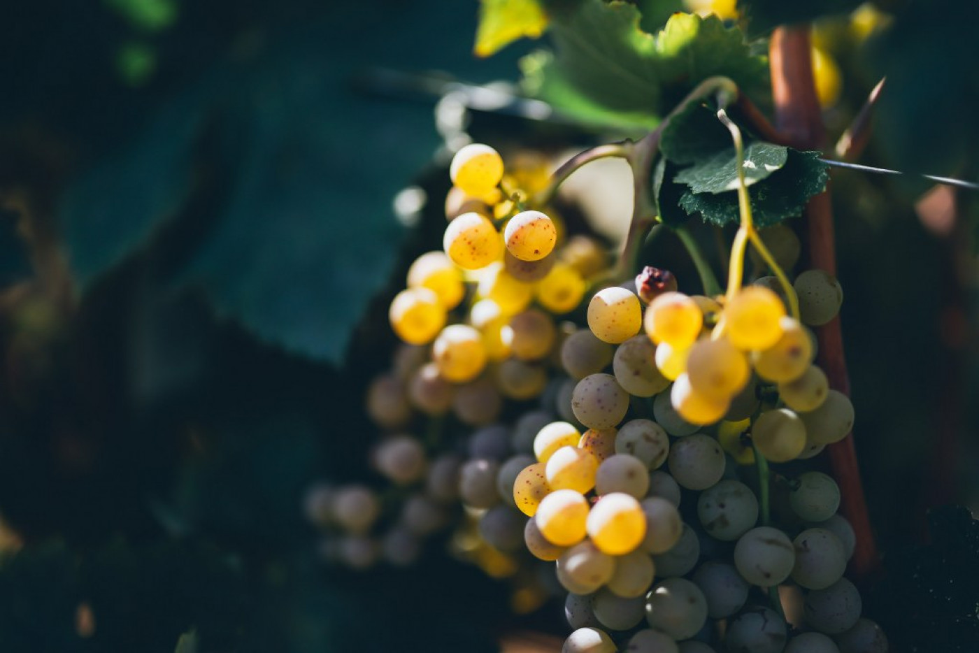 Harvesting of Mara&scaron;tina for the Champion Wines of the Fiolić Winery