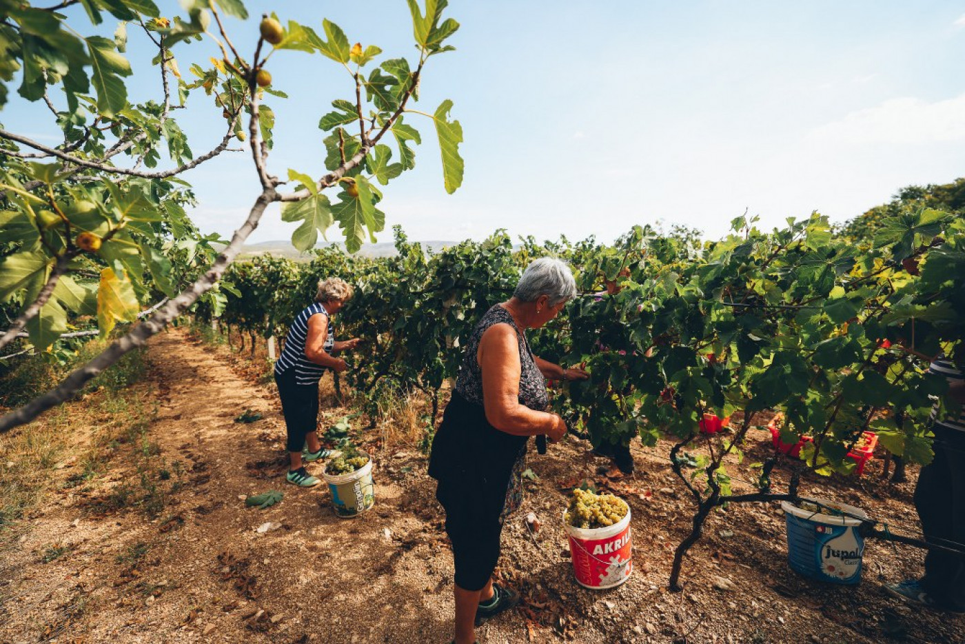Harvesting of Mara&scaron;tina for the Champion Wines of the Fiolić Winery