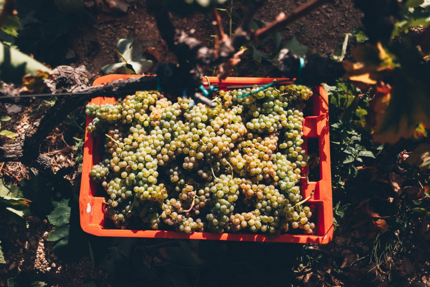 Harvesting of Mara&scaron;tina for the Champion Wines of the Fiolić Winery