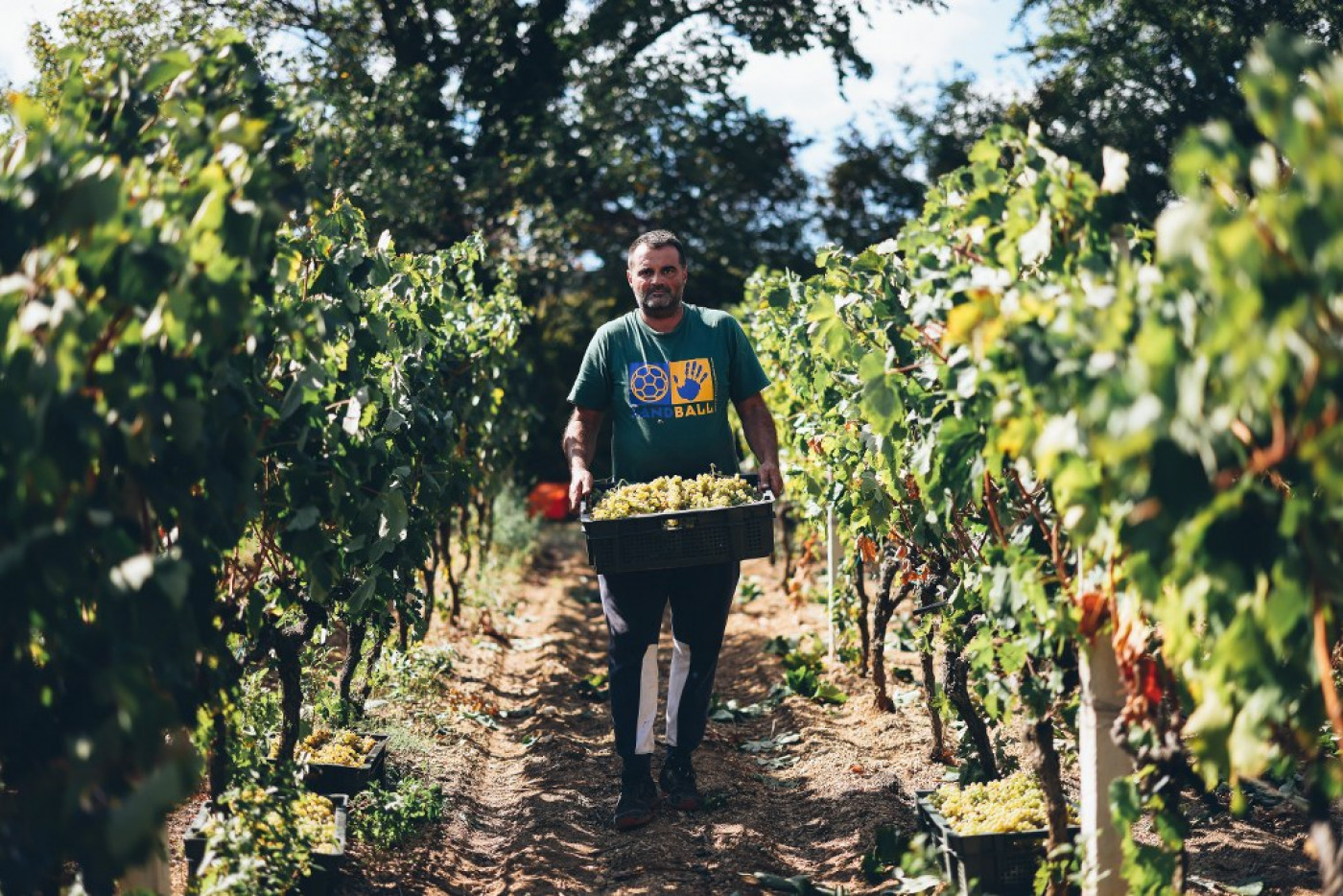 Harvesting of Mara&scaron;tina for the Champion Wines of the Fiolić Winery