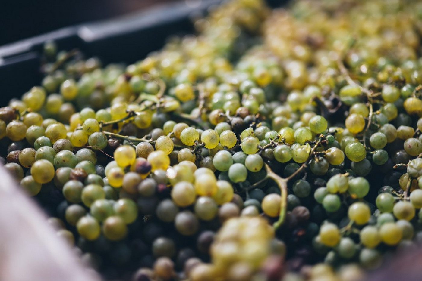 Harvesting of Mara&scaron;tina for the Champion Wines of the Fiolić Winery
