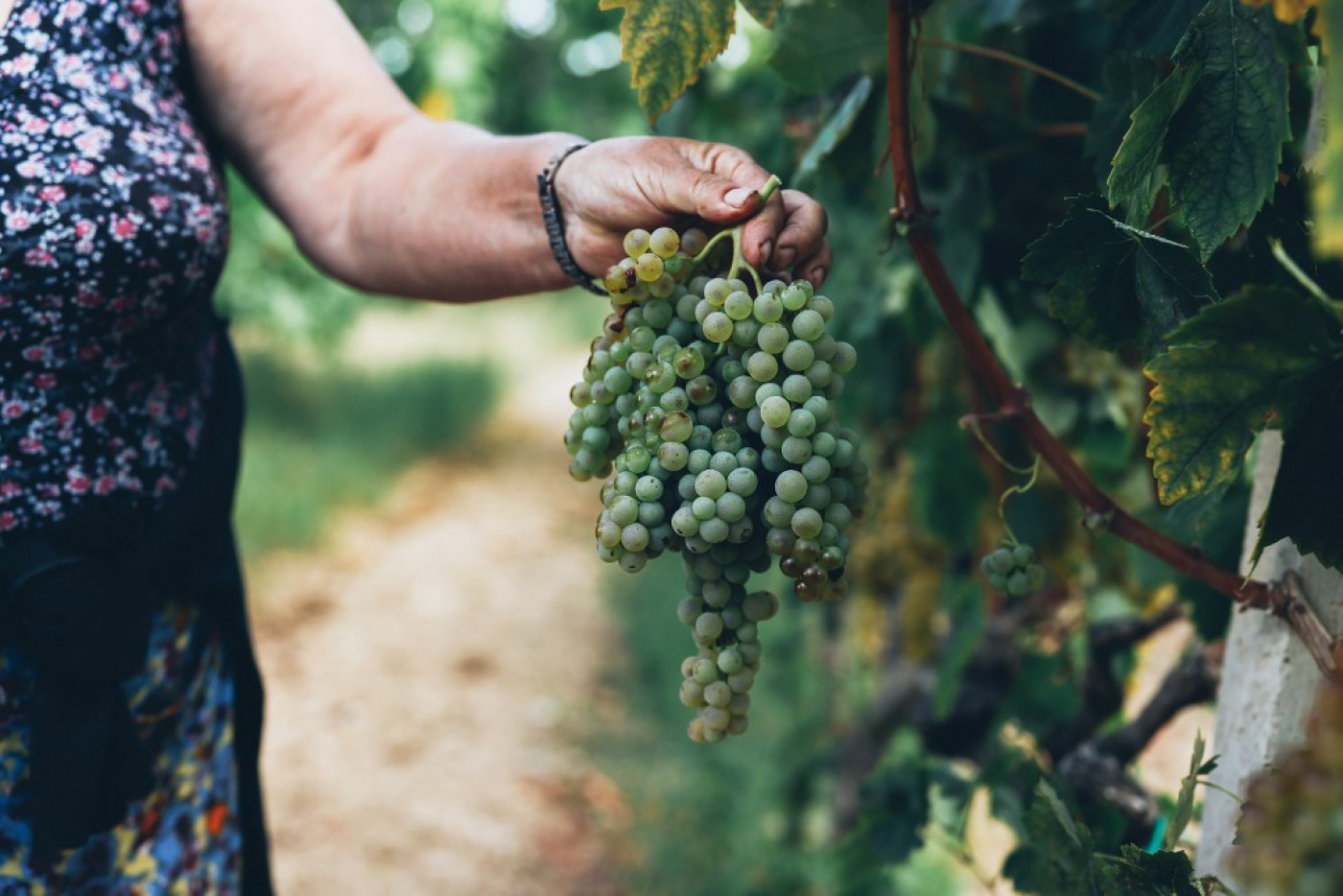 Harvesting of Mara&scaron;tina for the Champion Wines of the Fiolić Winery