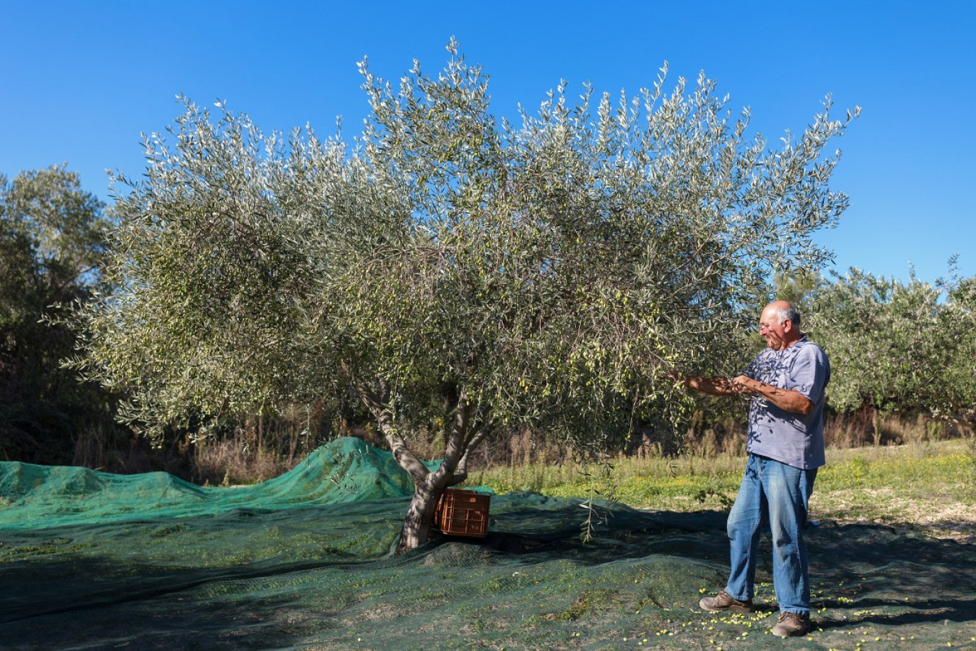Golden Drops: Why And How Olive Oils From Zadar Conquered New York