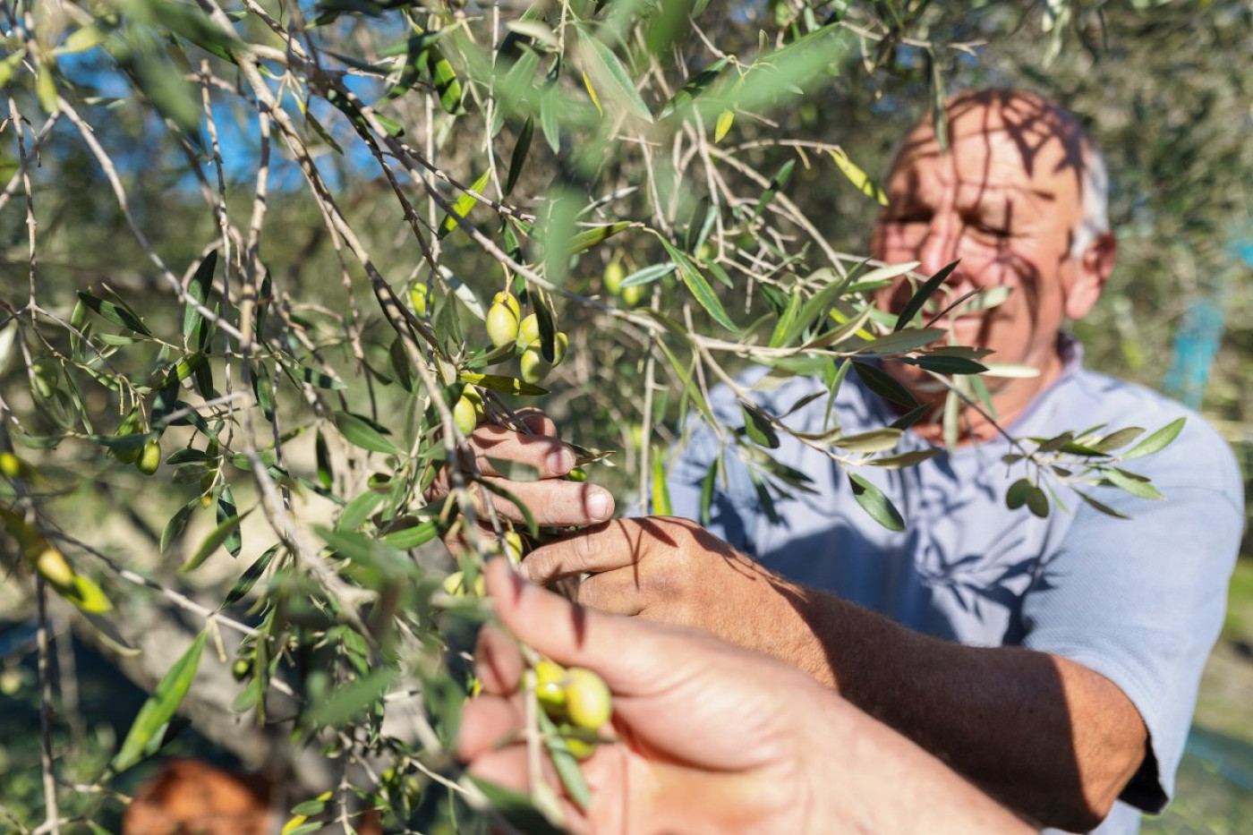Golden Drops: Why And How Olive Oils From Zadar Conquered New York