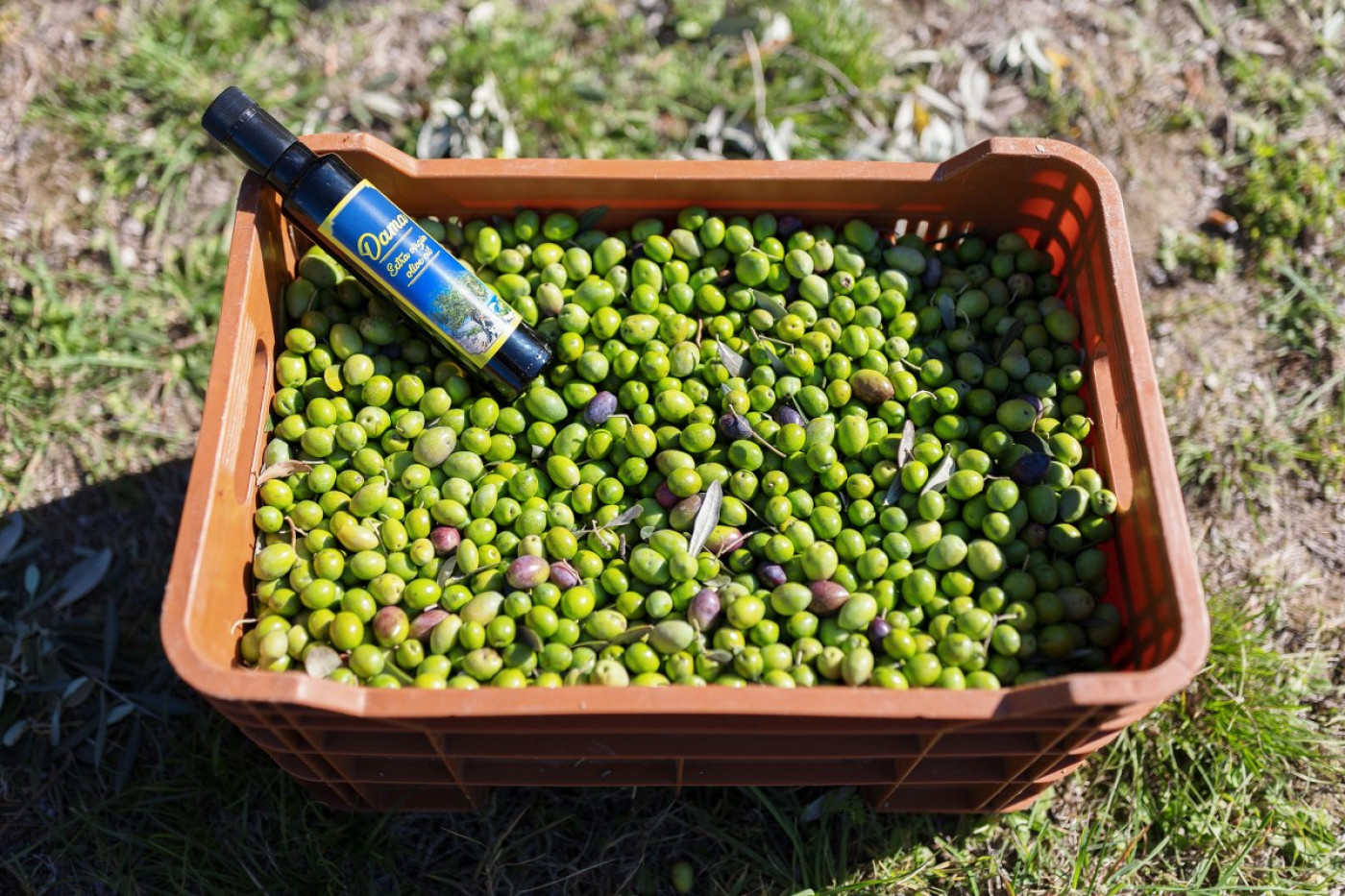 Golden Drops: Why And How Olive Oils From Zadar Conquered New York