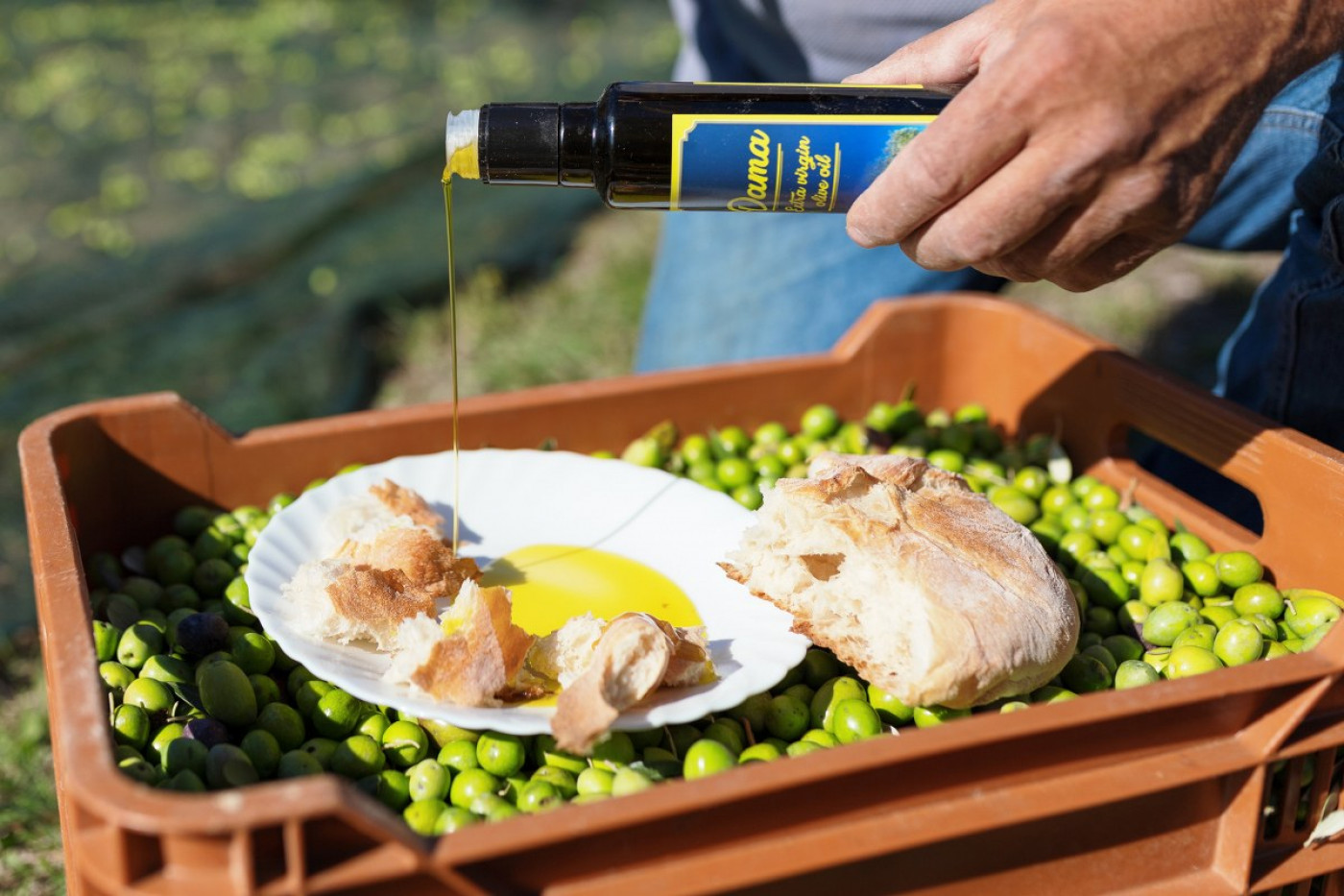 Golden Drops: Why And How Olive Oils From Zadar Conquered New York