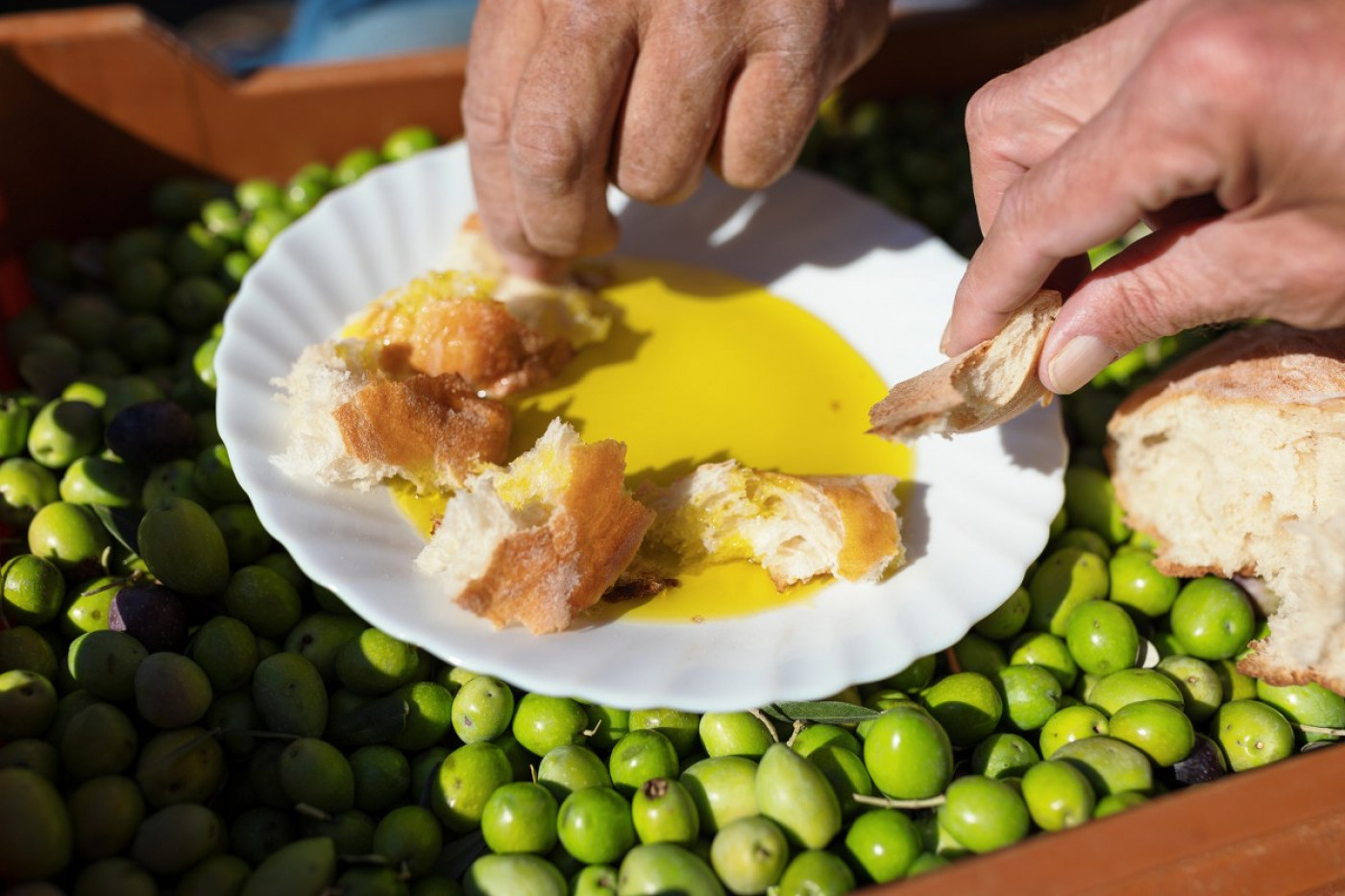 Golden Drops: Why And How Olive Oils From Zadar Conquered New York