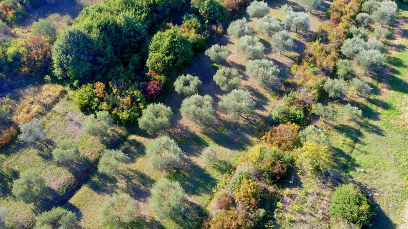 Golden Drops: Why And How Olive Oils From Zadar Conquered New York