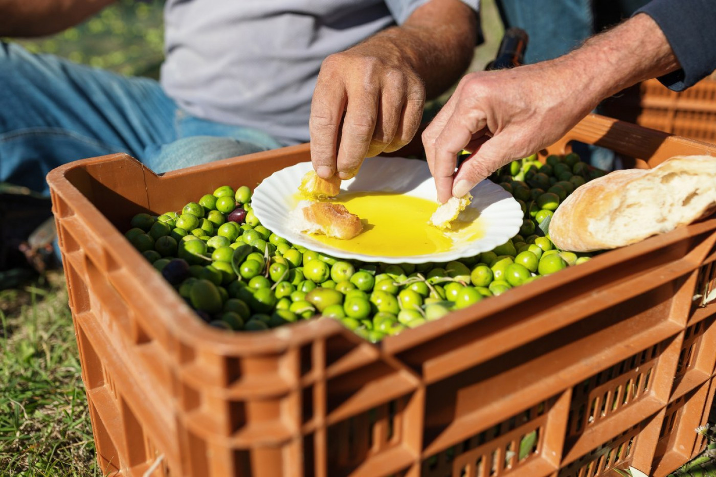 Golden Drops: Why And How Olive Oils From Zadar Conquered New York