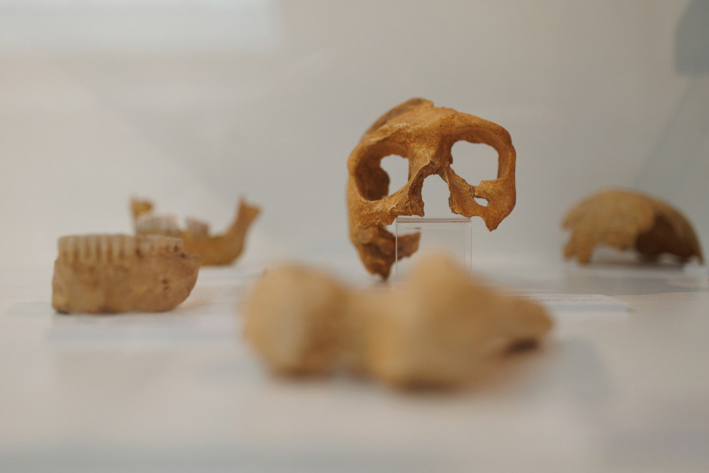 The Prehistoric Man from Krapina Exhibition in the Archaeological Museum Zadar