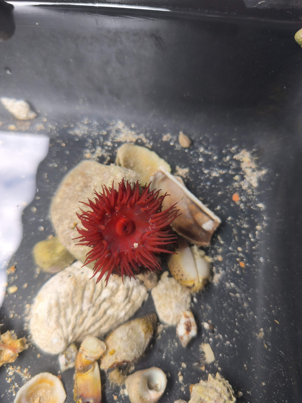 Little School of Marine Biodiversity