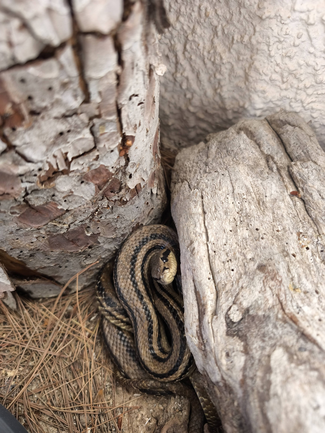 Four-lined Snake Days &ndash; Meet the Gentle Giant of Silba