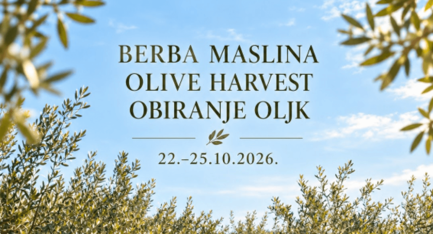 Berba maslina na otoku Iž